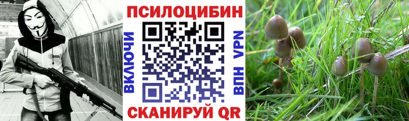 Галлюциногенные грибы Psilocybe Советская Гавань